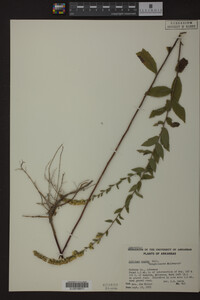 Solidago rugosa image