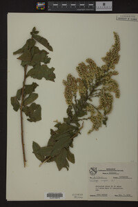 Solidago rugosa image