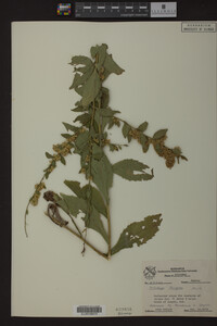 Solidago rugosa image