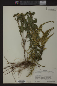 Solidago rugosa image