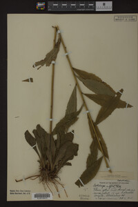 Solidago rugosa image