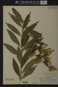 Solidago rugosa image