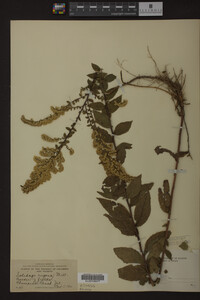 Solidago rugosa image