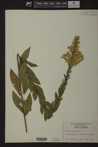 Solidago rugosa image