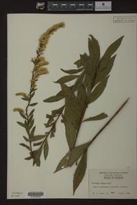 Solidago rugosa image