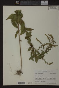 Solidago rugosa image