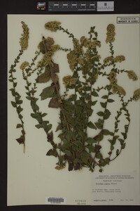 Solidago rugosa image