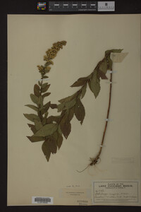Solidago rugosa image