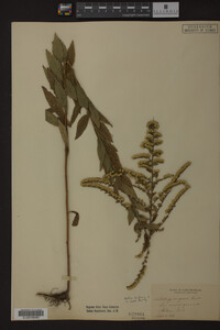 Solidago rugosa image
