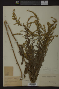 Solidago rugosa image