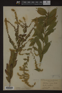 Media resource of Solidago rugosa