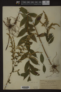 Solidago rugosa image