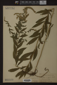 Solidago rugosa image