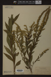 Solidago rugosa image