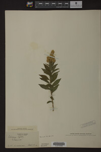Solidago rugosa image