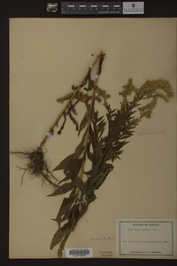 Solidago rugosa image