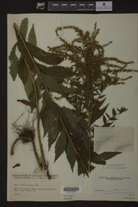 Solidago rugosa image
