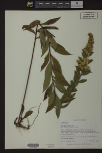 Solidago rugosa image