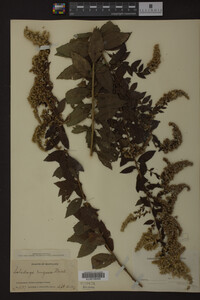 Solidago rugosa image