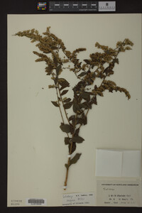 Solidago rugosa image