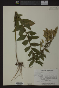 Solidago rugosa image