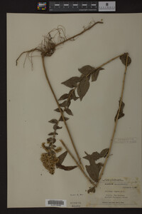 Solidago rugosa image