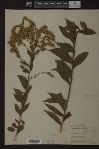 Solidago rugosa image