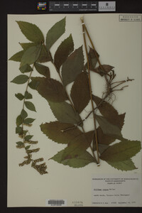 Solidago rugosa image