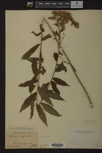Solidago rugosa image