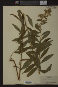 Solidago rugosa image