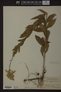 Solidago rugosa image