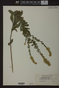 Solidago rugosa image