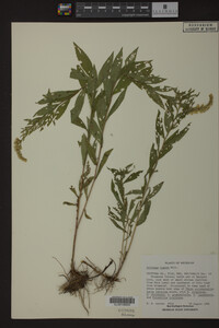 Solidago rugosa image