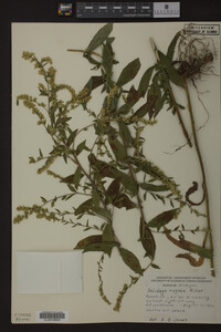 Solidago rugosa image