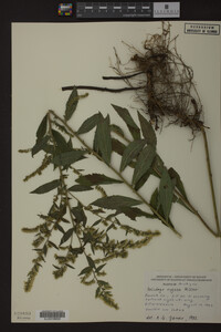 Solidago rugosa image