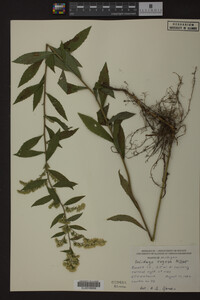 Solidago rugosa image