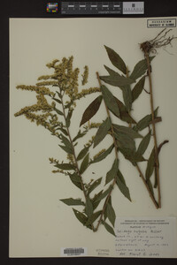 Solidago rugosa image