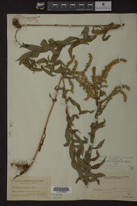 Solidago rugosa image