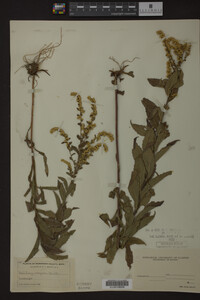 Solidago rugosa image