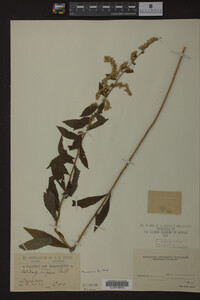 Solidago rugosa image