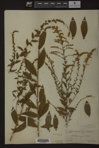 Solidago rugosa image