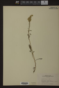 Solidago rugosa image