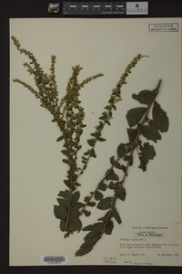 Solidago rugosa image