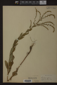 Solidago rugosa image