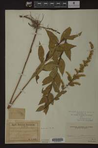 Solidago rugosa image