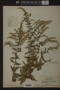 Solidago rugosa image