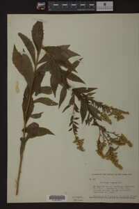 Solidago rugosa image