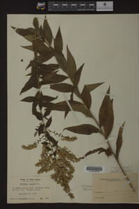 Solidago rugosa image