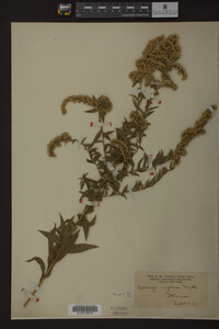 Solidago rugosa image