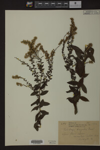 Solidago rugosa image